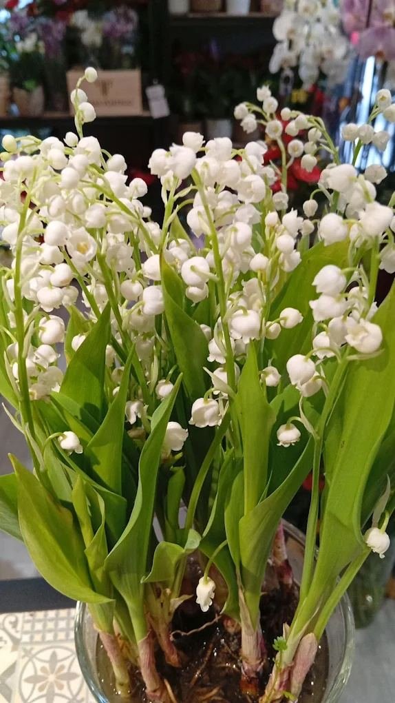 Muguet (lirio de los valles) fresco en la tienda